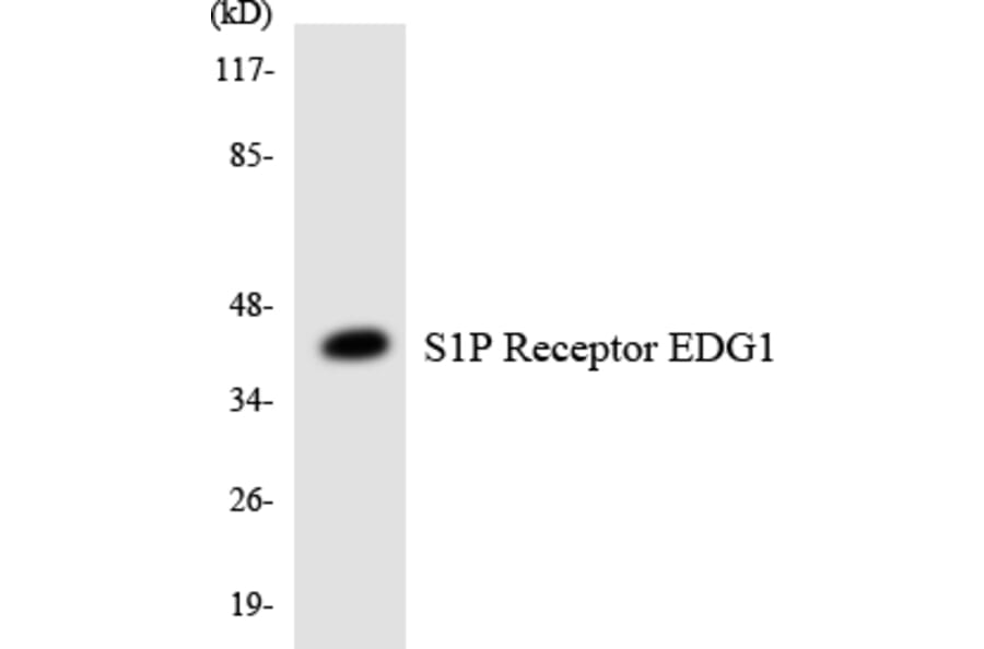 Western Blot - Anti-S1P Receptor EDG1 Antibody (R12-3478) - Antibodies.com
