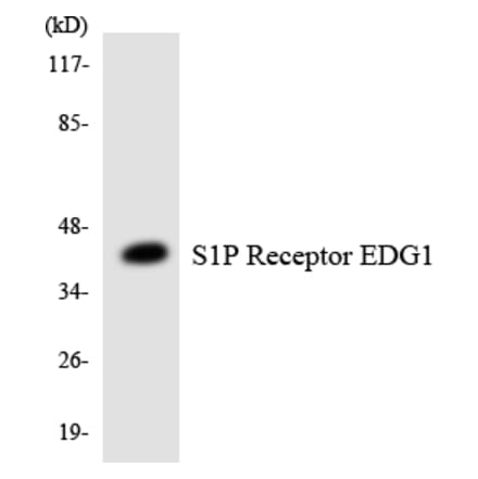 Western Blot - Anti-S1P Receptor EDG1 Antibody (R12-3478) - Antibodies.com