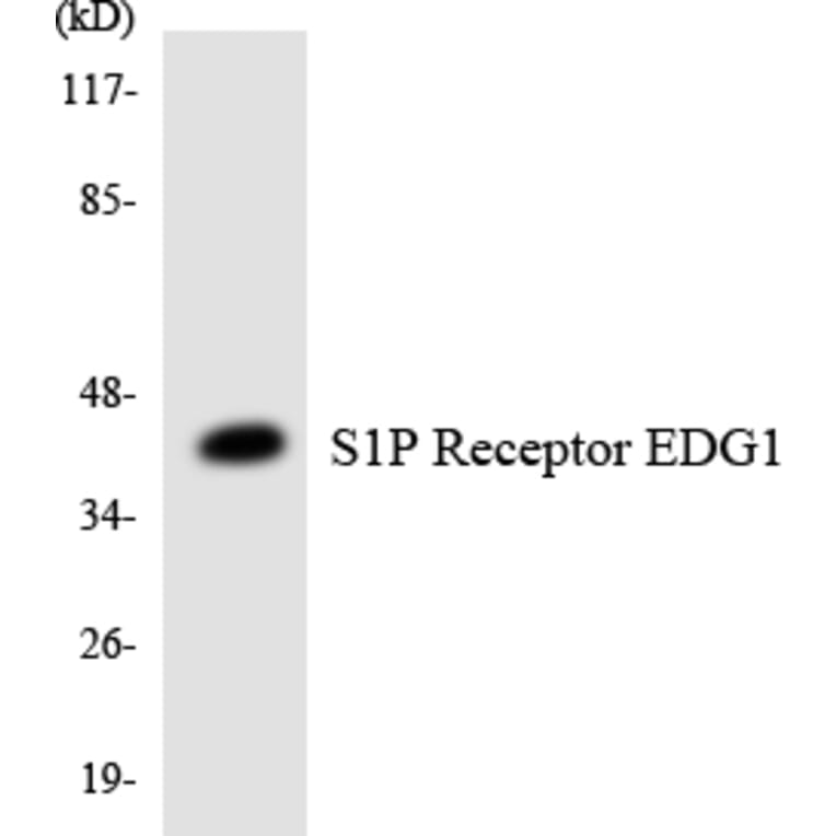 Western Blot - Anti-S1P Receptor EDG1 Antibody (R12-3478) - Antibodies.com