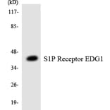 Western Blot - Anti-S1P Receptor EDG1 Antibody (R12-3478) - Antibodies.com