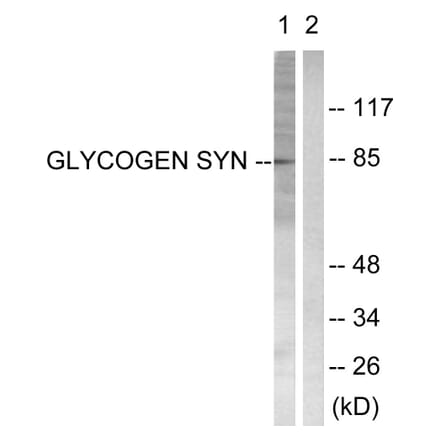 Western Blot - Anti-Glycogen Synthase Antibody (B0431) - Antibodies.com