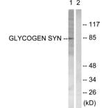 Western Blot - Anti-Glycogen Synthase Antibody (B0431) - Antibodies.com