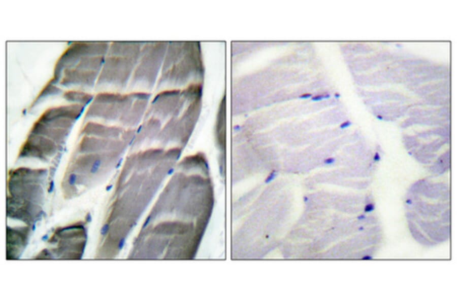 Immunohistochemistry - Anti-Glycogen Synthase Antibody (B0431) - Antibodies.com