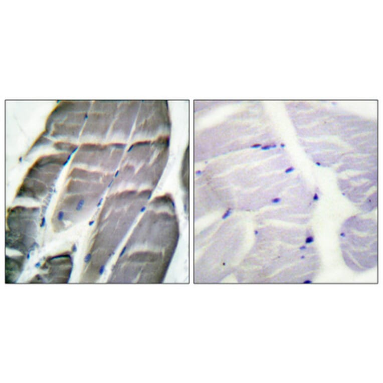 Immunohistochemistry - Anti-Glycogen Synthase Antibody (B0431) - Antibodies.com