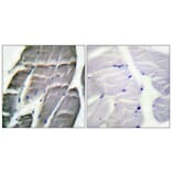 Immunohistochemistry - Anti-Glycogen Synthase Antibody (B0431) - Antibodies.com