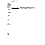 Western Blot - Anti-Androgen Receptor Antibody (B8204) - Antibodies.com