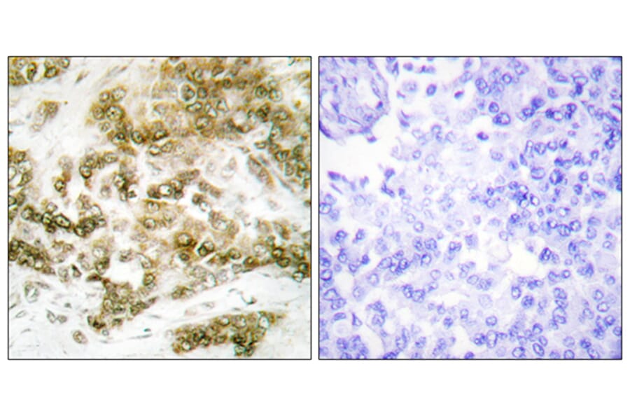 Immunohistochemistry - Anti-TBX15 + TBX18 Antibody (C10245) - Antibodies.com