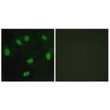 Immunofluorescence - Anti-TBX15 + TBX18 Antibody (C10245) - Antibodies.com