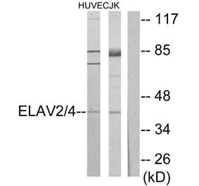 Western Blot - Anti-ELAV2 + ELAV4 Antibody (C10486) - Antibodies.com