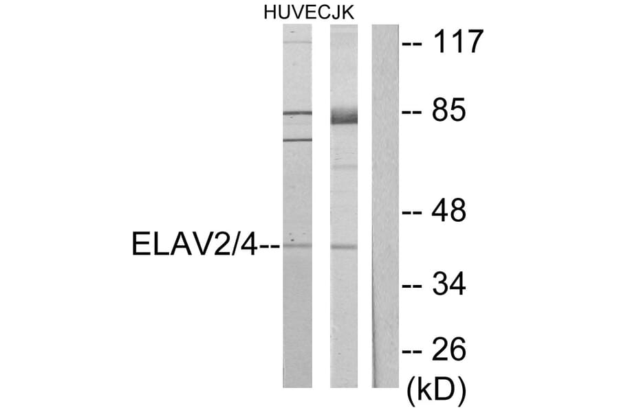 Western Blot - Anti-ELAV2 + ELAV4 Antibody (C10486) - Antibodies.com