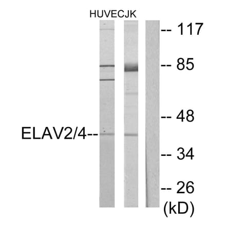 Western Blot - Anti-ELAV2 + ELAV4 Antibody (C10486) - Antibodies.com