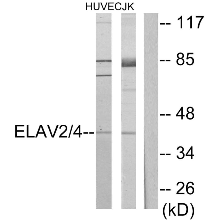 Western Blot - Anti-ELAV2 + ELAV4 Antibody (C10486) - Antibodies.com