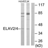 Western Blot - Anti-ELAV2 + ELAV4 Antibody (C10486) - Antibodies.com
