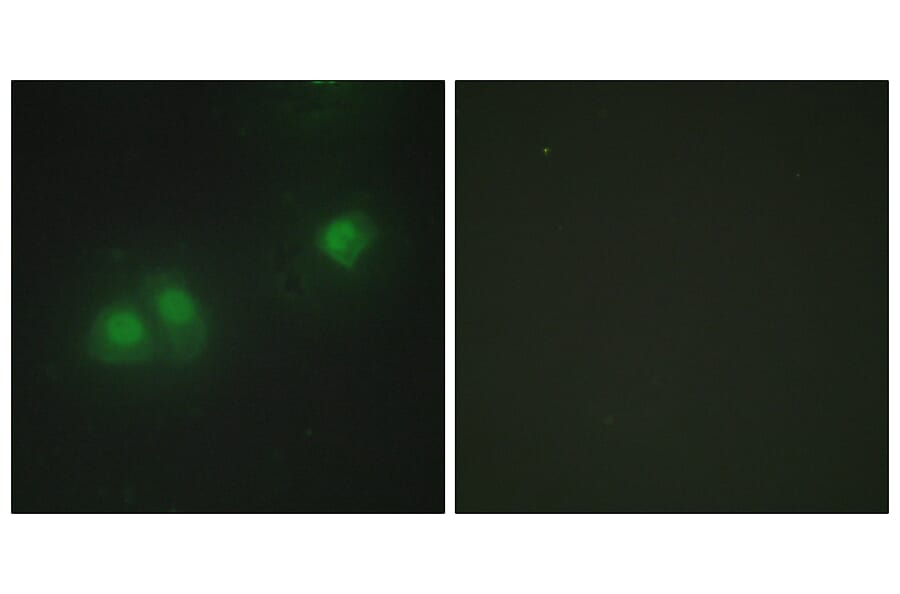 Immunofluorescence - Anti-ELAV2 + ELAV4 Antibody (C10486) - Antibodies.com
