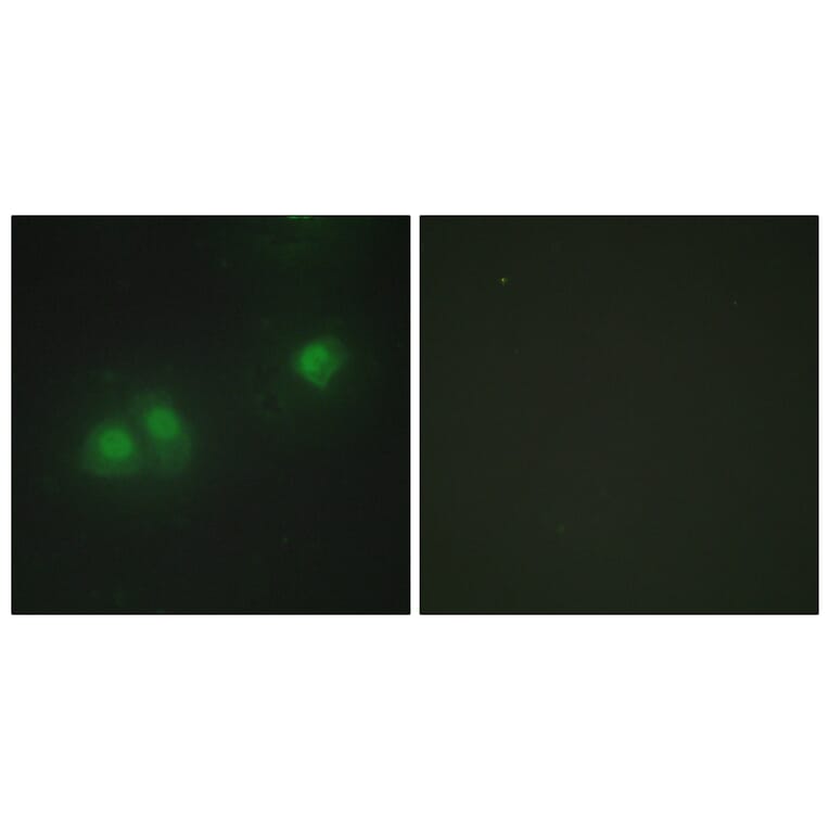 Immunofluorescence - Anti-ELAV2 + ELAV4 Antibody (C10486) - Antibodies.com