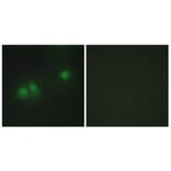 Immunofluorescence - Anti-ELAV2 + ELAV4 Antibody (C10486) - Antibodies.com