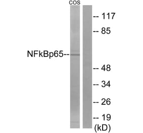 Western Blot - Anti-NF-kappaB p65 Antibody (D0038) - Antibodies.com