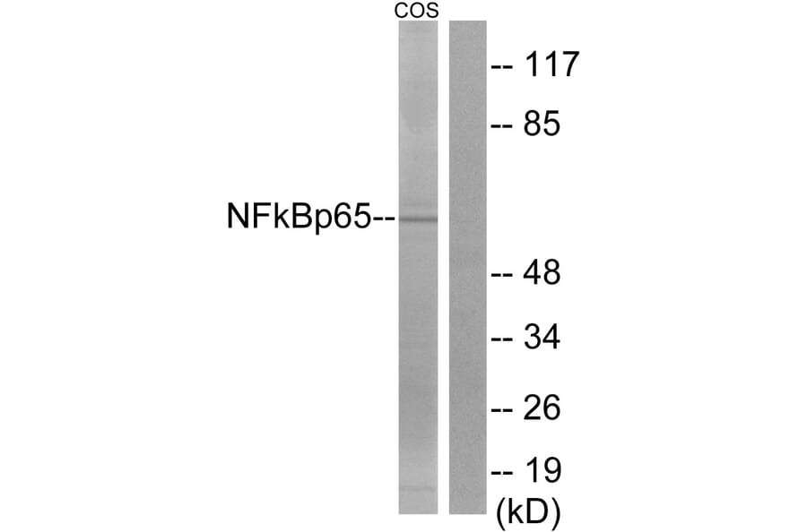 Western Blot - Anti-NF-kappaB p65 Antibody (D0038) - Antibodies.com