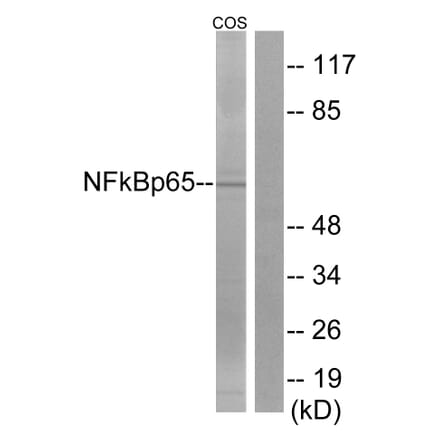 Western Blot - Anti-NF-kappaB p65 Antibody (D0038) - Antibodies.com