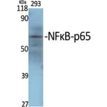 Western Blot - Anti-NF-kappaB p65 Antibody (D0038) - Antibodies.com