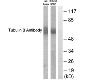 Western Blot - Anti-Tubulin beta Antibody (C0380) - Antibodies.com