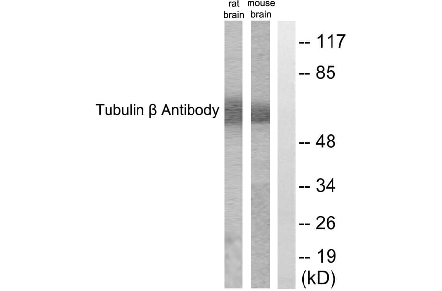 Western Blot - Anti-Tubulin beta Antibody (C0380) - Antibodies.com