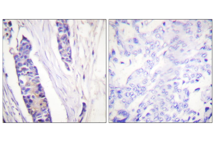Immunohistochemistry - Anti-Tubulin beta Antibody (C0380) - Antibodies.com