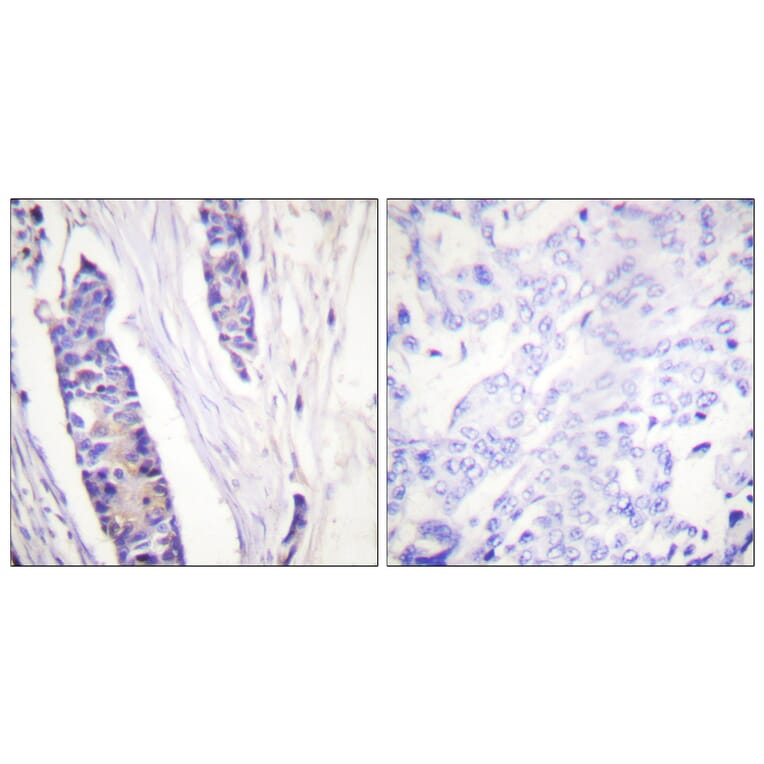 Immunohistochemistry - Anti-Tubulin beta Antibody (C0380) - Antibodies.com