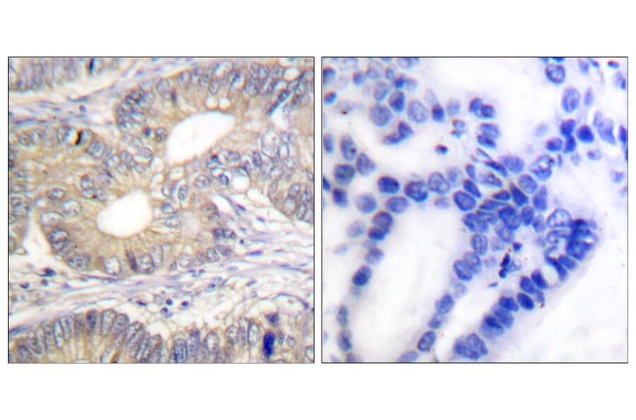 Immunohistochemistry - Anti-Somatostatin Antibody (C0328) - Antibodies.com