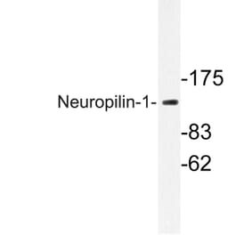 Western Blot - Anti-Neuropilin-1 Antibody (R12-2258) - Antibodies.com