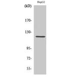 Western Blot - Anti-Neuropilin-1 Antibody (R12-2258) - Antibodies.com