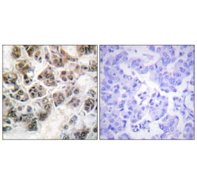 Immunohistochemistry - Anti-Histone H3.3 Antibody (B0792) - Antibodies.com