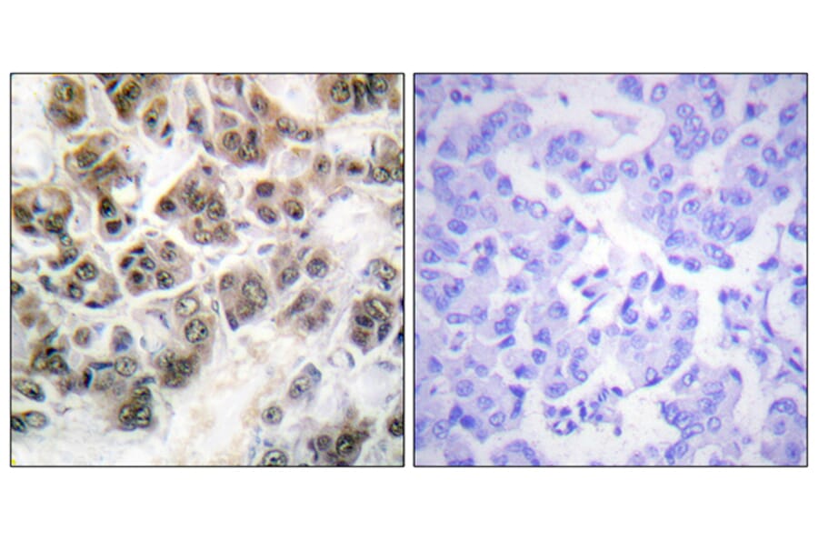 Immunohistochemistry - Anti-Histone H3.3 Antibody (B0792) - Antibodies.com