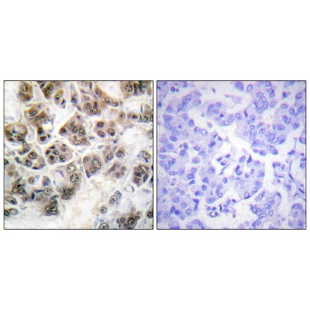 Immunohistochemistry - Anti-Histone H3.3 Antibody (B0792) - Antibodies.com