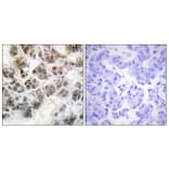 Immunohistochemistry - Anti-Histone H3.3 Antibody (B0792) - Antibodies.com