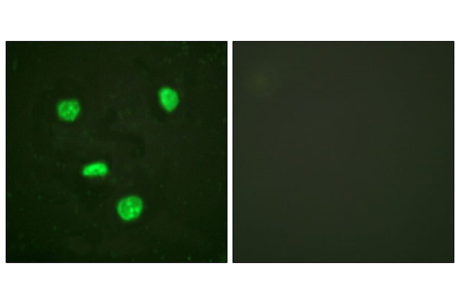 Immunofluorescence - Anti-Histone H3.3 Antibody (B0792) - Antibodies.com