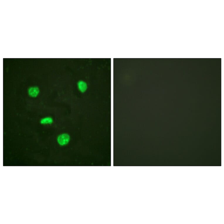Immunofluorescence - Anti-Histone H3.3 Antibody (B0792) - Antibodies.com