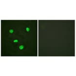 Immunofluorescence - Anti-Histone H3.3 Antibody (B0792) - Antibodies.com