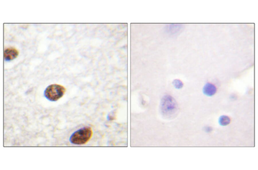 Immunohistochemistry - Anti-Histone H3.3 Antibody (B0792) - Antibodies.com