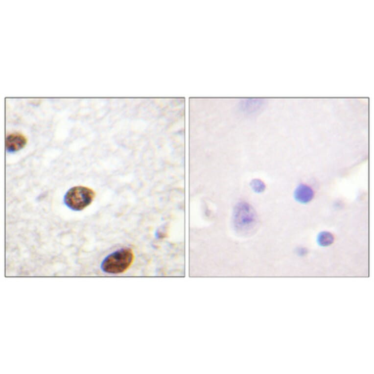 Immunohistochemistry - Anti-Histone H3.3 Antibody (B0792) - Antibodies.com