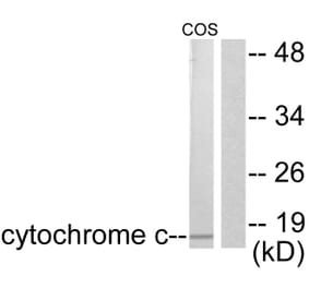 Western Blot - Anti-Cytochrome c Antibody (C0170) - Antibodies.com