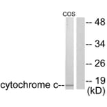 Western Blot - Anti-Cytochrome c Antibody (C0170) - Antibodies.com