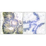 Immunohistochemistry - Anti-Cytochrome c Antibody (C0170) - Antibodies.com