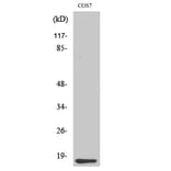 Western Blot - Anti-Cytochrome c Antibody (C0170) - Antibodies.com