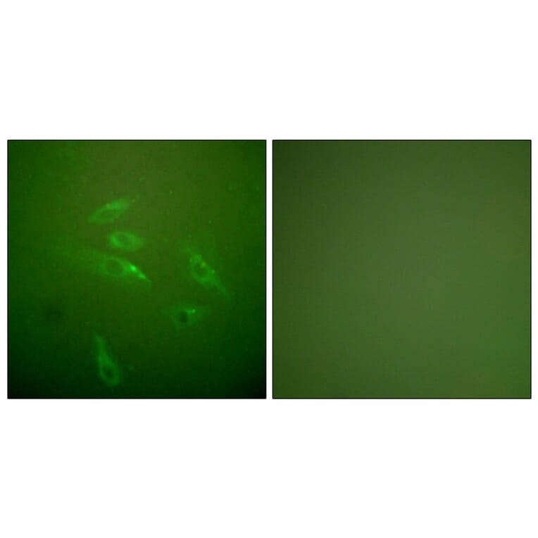 Immunofluorescence - Anti-Collagen III Antibody (C0156) - Antibodies.com