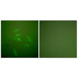 Immunofluorescence - Anti-Collagen III Antibody (C0156) - Antibodies.com