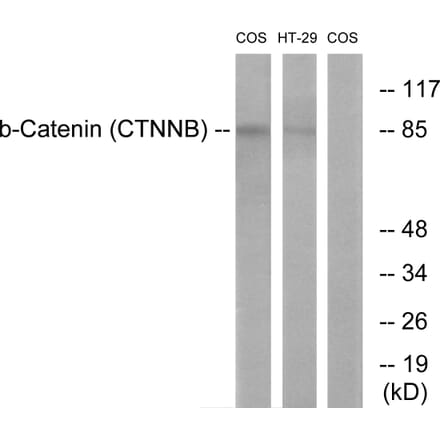 Western Blot - Anti-Catenin-beta Antibody (B7022) - Antibodies.com