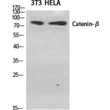 Western Blot - Anti-Catenin-beta Antibody (B7022) - Antibodies.com