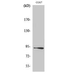 Western Blot - Anti-Catenin-beta Antibody (B7022) - Antibodies.com