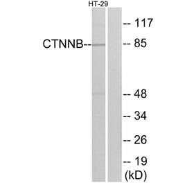 Western Blot - Anti-Catenin-beta Antibody (B7023) - Antibodies.com